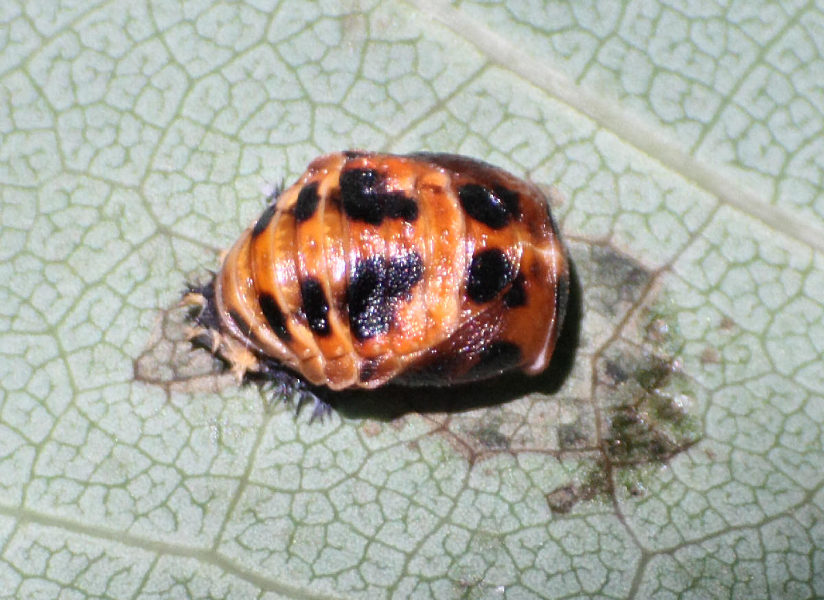 Esuvia di emittero ? No. Pupa di Harmonia axyridis